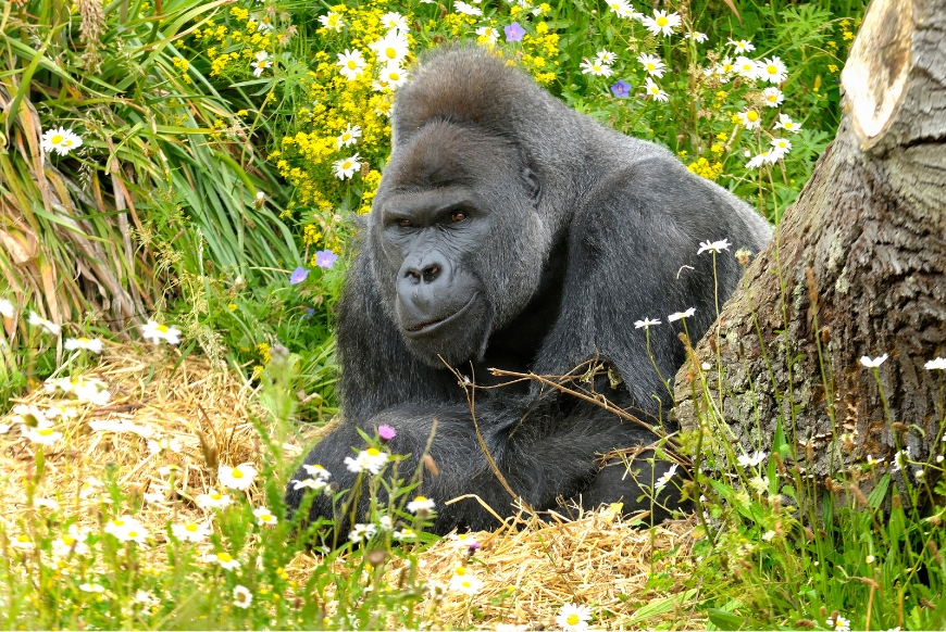 Jock the silverback gorilla at Bristol Zoo Gardens